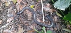 Dermophis mexicanus