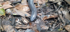 Dermophis mexicanus