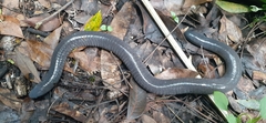 Dermophis mexicanus