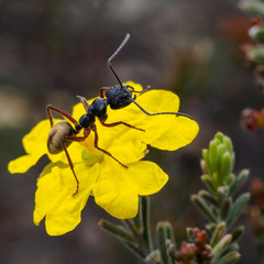 Camponotus suffusus bendigensis