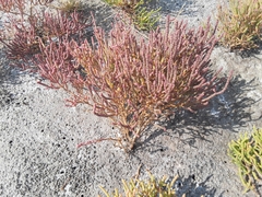 Salicornia rubra