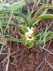 Crabbea angustifolia