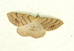 Drepanulatrix secundaria