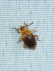 Aphorista laeta