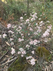 Leionema hillebrandii