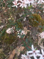 Leionema hillebrandii