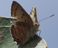 Hypochrysops ignitus