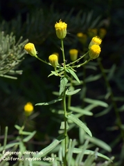 Erigeron inornatus