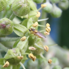 Thaumatomyia notata
