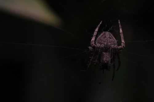 Common Hairy Field Spider, Caddebostan, 34728 Kadıköy/İstanbul, Türkiye, photo 7 of 10