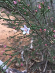 Philotheca angustifolia