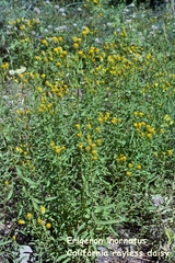 Erigeron inornatus