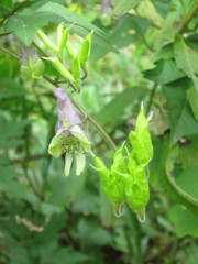 Aconitum stoloniferum