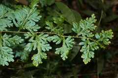 Selaginella doederleinii