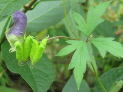 Aconitum stoloniferum
