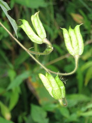 Aconitum stoloniferum