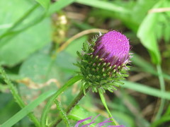 Cirsium vlassovianum
