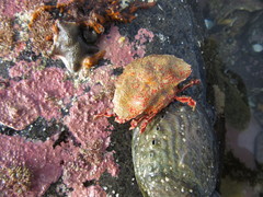 Eurynolambrus australis