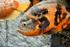 Astronotus