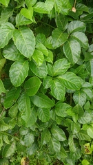 Tetrastigma lanyuense