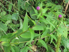 Cirsium vlassovianum