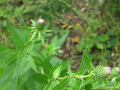 Cirsium vlassovianum