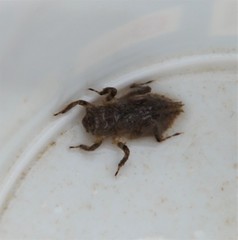 Cordulegaster boltonii