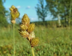 Carex cumulata