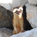 Large New World Weasels - Photo (c) bobnieman, some rights reserved (CC BY), uploaded by bobnieman
