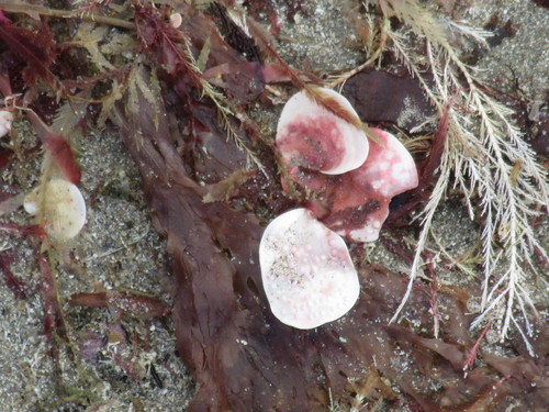 Synarthrophyton patena, 2019-09-07
