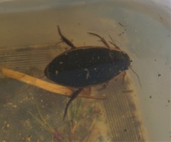 Dytiscus dimidiatus