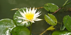 Nymphaea gracilis