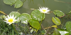 Nymphaea gracilis