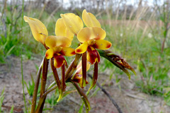 Diuris hazeliae