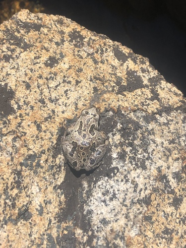 iNaturalist observation photo of Pacific chorus frog