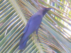 Corvus splendens