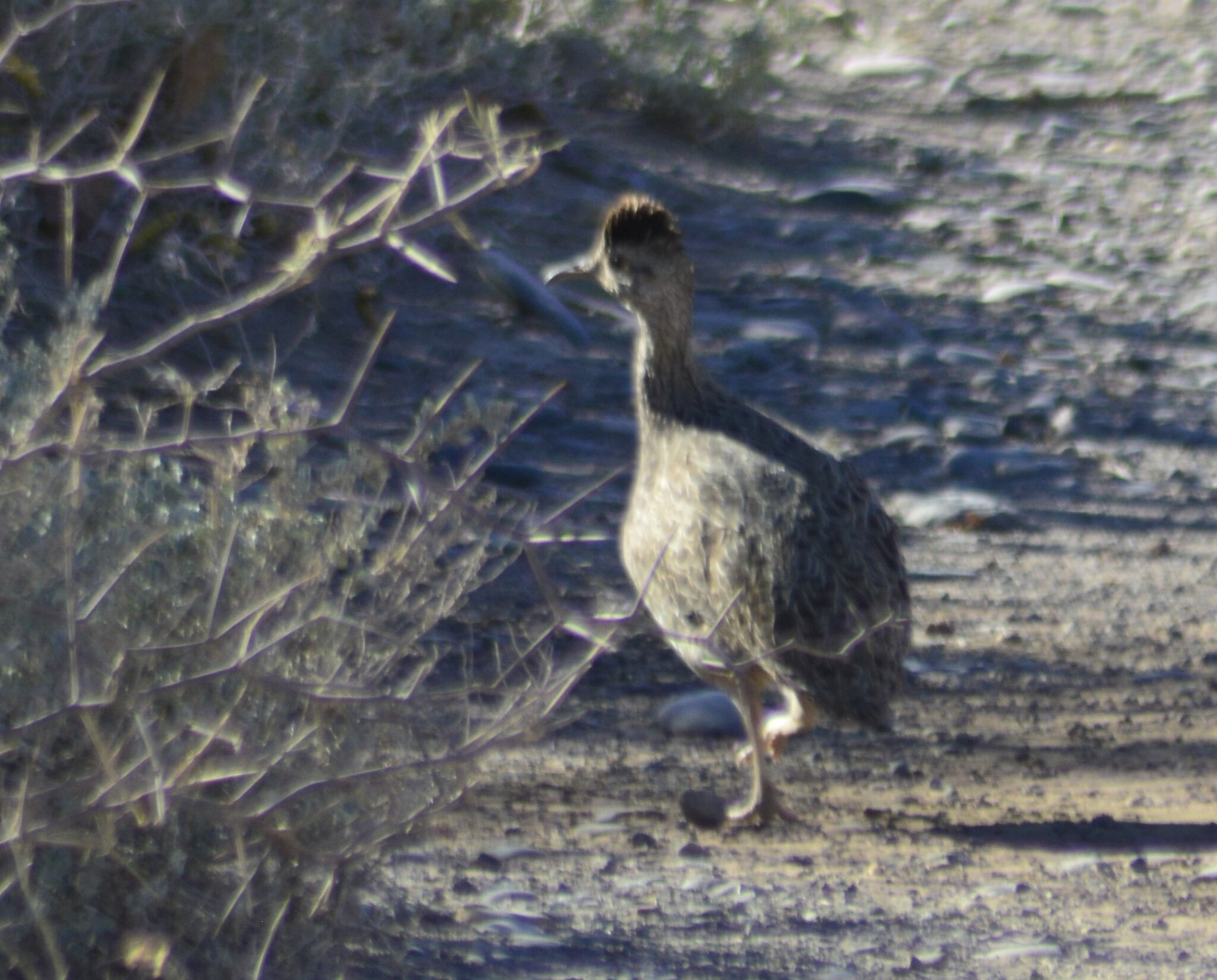 Brushland Tinamou (Nothoprocta cinerascens), photo 7