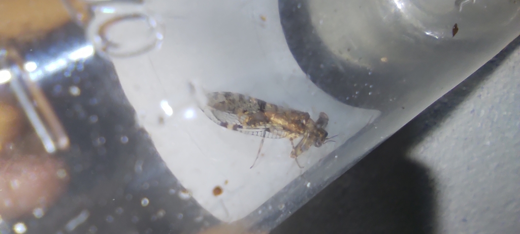 Plega yucatanae