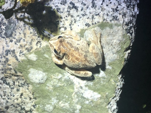 iNaturalist observation photo of Pacific chorus frog