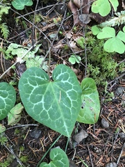 Asarum marmoratum