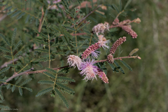 Mimosa dysocarpa
