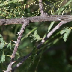 Mimosa dysocarpa