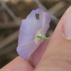 Evolvulus arizonicus