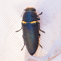 Hippomelas sphenicus