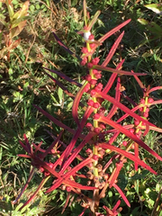 Ammannia coccinea