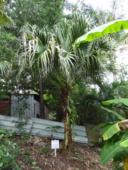 Coccothrinax barbadensis
