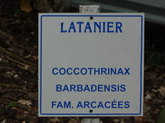 Coccothrinax barbadensis