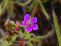 Drosera indica