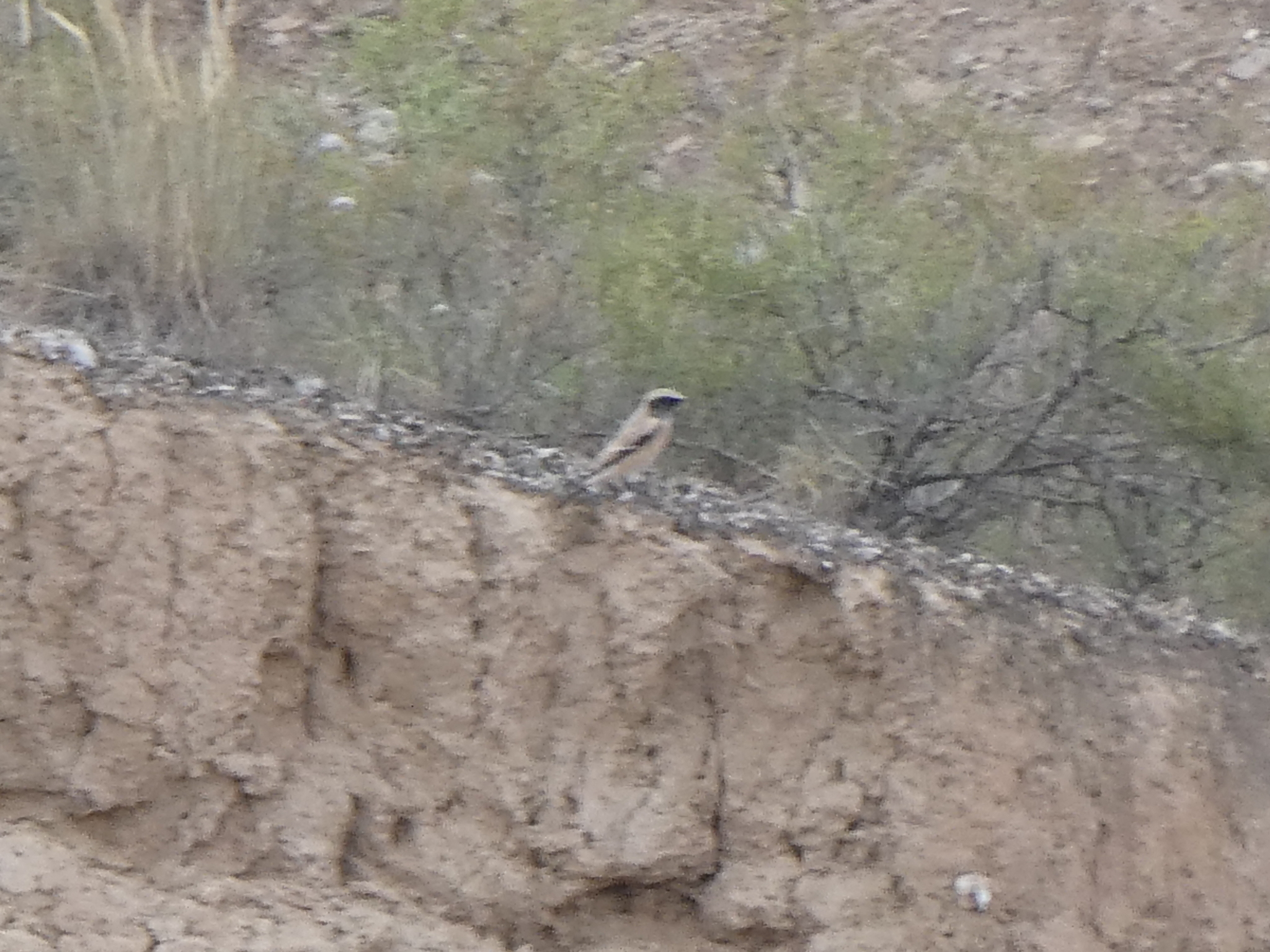 Desert Wheatear