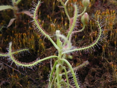 Drosera indica
